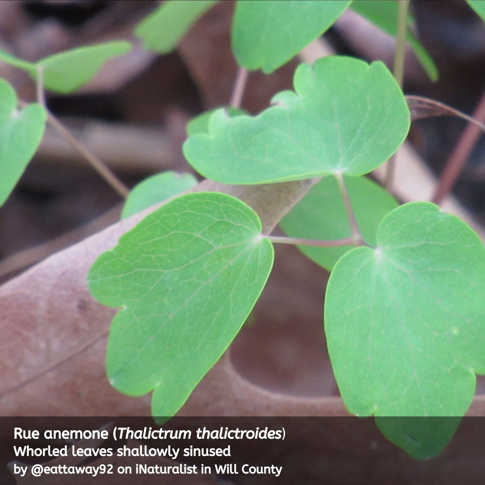 Confusing rues identifying false rue anemone and rue anemone