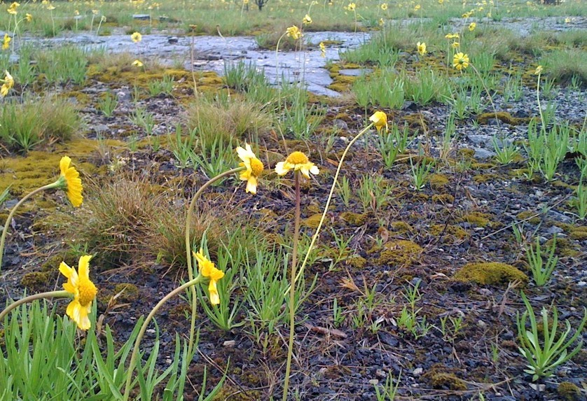 Photo of Lakeside daisy clumps and moss in an alvar habitat with exposed limestone substrate