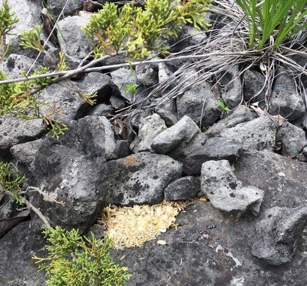 Photo of a collection of Lakeside daisy seeds collected by a small mammal