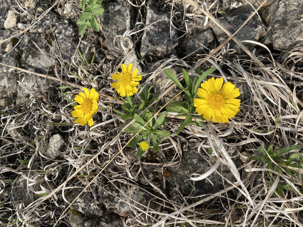 Photo looking from above straight to ground of Lakeside daisy in rocky substrate