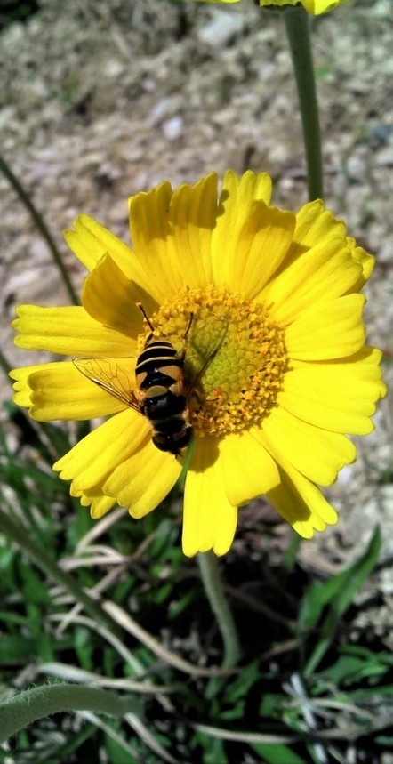 Close up photo of a transverse flower fly pollinating a Lakeside daisy inflorescence