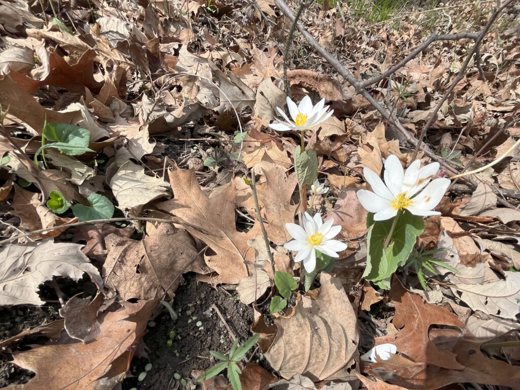 Bloodroot blooming in oak leaf litter