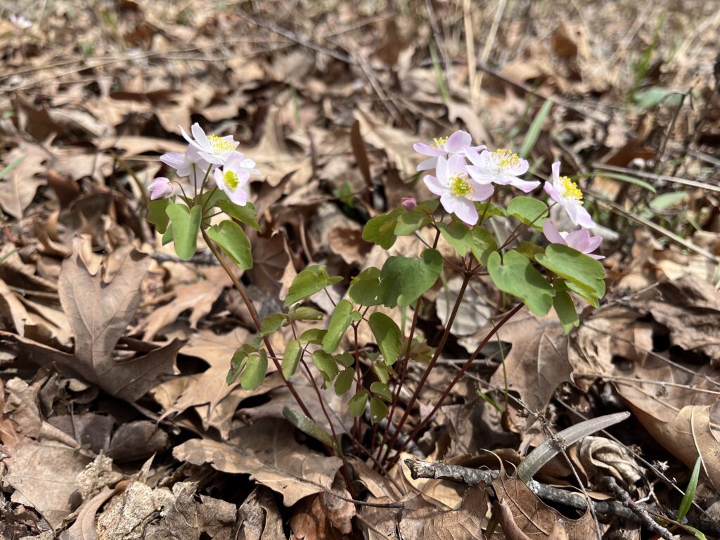 Rue Anemone blooming over leaf litter.