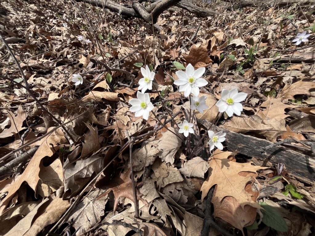 Hepatica blooming white over leaf litter