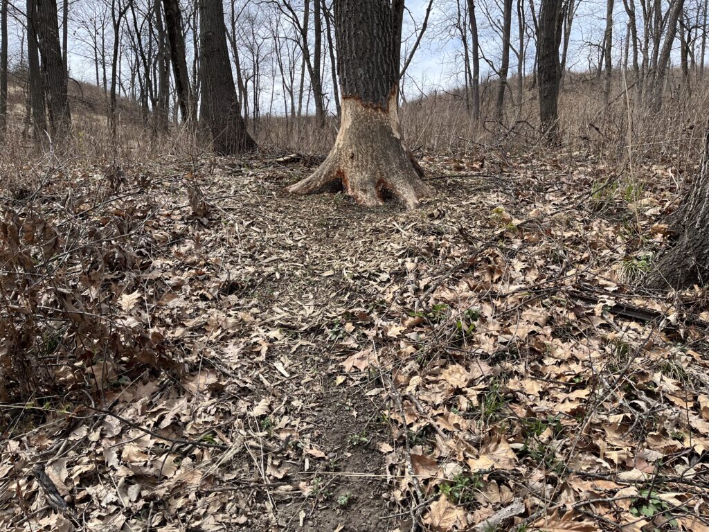 Beaver stripped bark from bottom of Red Oak