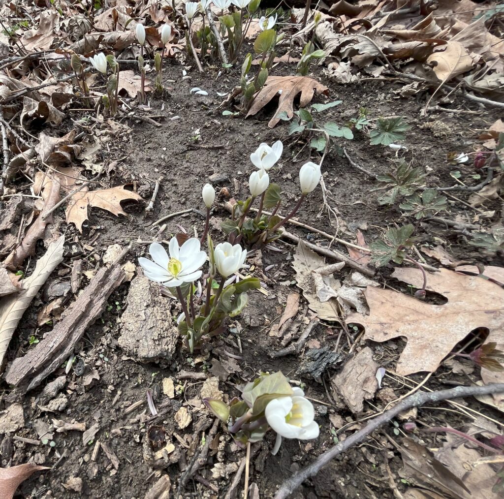 A handful of Twinleaf clumps bloomin on bare ground.